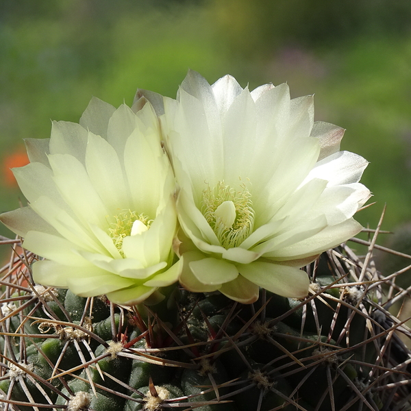 DSC03162Gymnocalycium schatzlianum