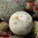 DSC03163Mammillaria candida