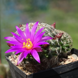 DSC03174Mammillaria dodsonii P 346