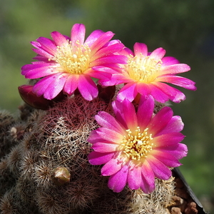 DSC03250Sulcorebutia sp. nova