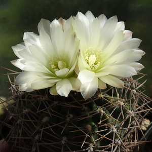 DSC03265Gymnocalycium schatzlianum