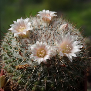 DSC03266Mammillaria ritteriana