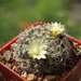 DSC03268Mammillaria nana