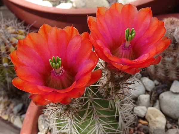 DSC03271Echinocereus hybr. bailey SB211 xtroglochidiatus