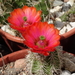 DSC03272Echinocereus hybr. bailey SB211 xtroglochidiatus