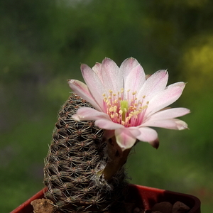 DSC03385Rebutia caracarensis