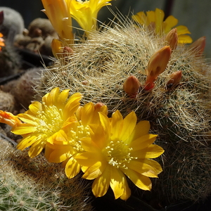 DSC03420Rebutia marsoneri