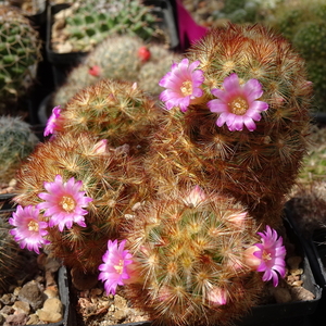 DSC03421Mammillaria carmenae rubrispina