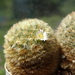 DSC03422Mammillaria carmenae