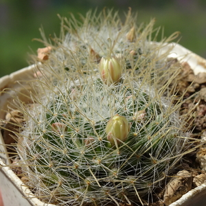 DSC03423Mammillaria nazasensis