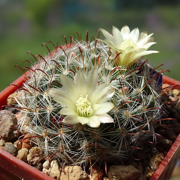 DSC03424Mammillaria nana