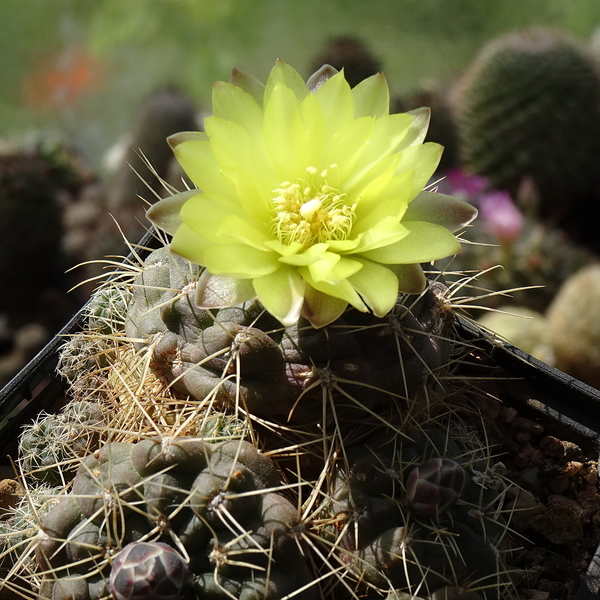 DSC03427Gymnocalycium andreae