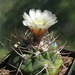 DSC03430Gymnocalycium castellasnosii LB 1334