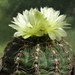 DSC03428Gymnocalycium leeanum