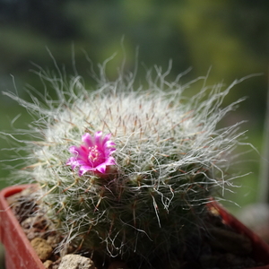 DSC03433Mammillaria hahniana