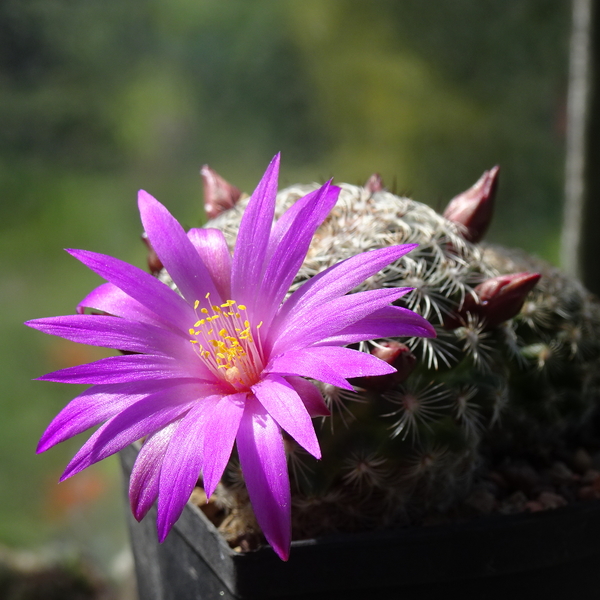 DSC03434Mammillaria deherdtiana