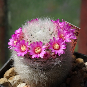 DSC03435Mammillaria laui Lau1171