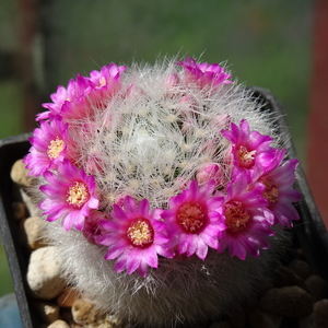 DSC03436Mammillaria laui Lau1171