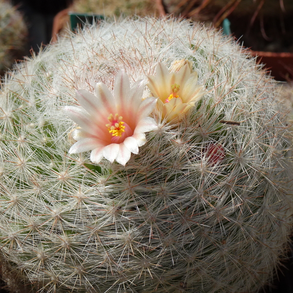 DSC03437Mammillaria candida