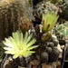 DSC03627Gymnocalycium andreae v. doppianum P 378