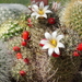 DSC03635Mammillaria hutchisoniana ssp. louisae