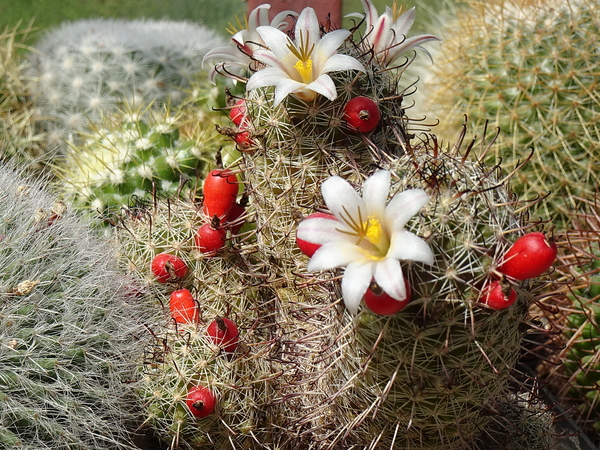 DSC03635Mammillaria hutchisoniana ssp. louisae