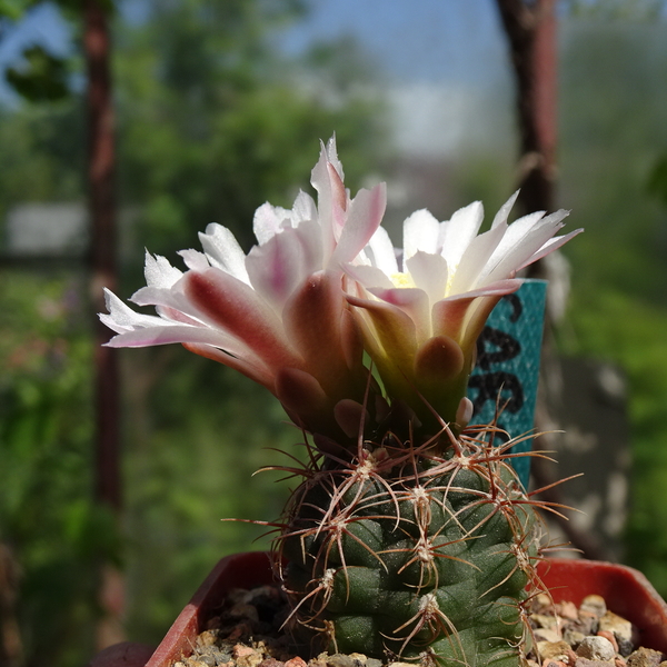 DSC03650Gymnocalycium carolinense LB 1399