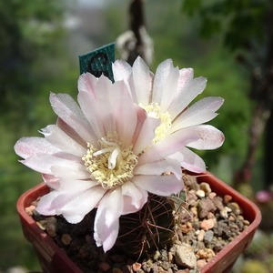 DSC03651Gymnocalycium carolinense LB 1399