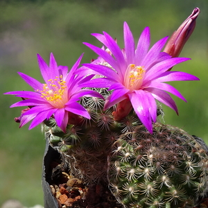 DSC03681Mammillaria deherdtiana