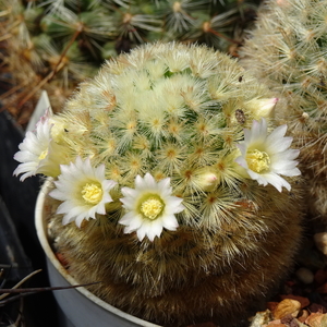 DSC03682Mammillaria carmenae