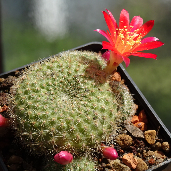 DSC03704Rebutia albiareolata