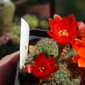 DSC03708Rebutia tarijensis RH 964