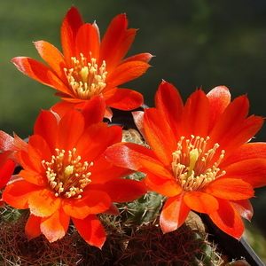 DSC03710Rebutia tarvitaensis FR773