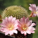 DSC03711Rebutia kariusian