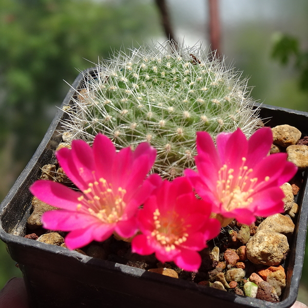 DSC03713Rebutia violaciflora