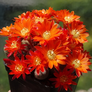 DSC03714Rebutia heliosa KK844