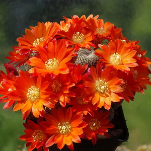 DSC03715Rebutia heliosa KK844