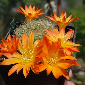 DSC03722Rebutia chrysacantha