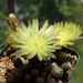 DSC03740Gymnocalycium andreae v. doppianum P378