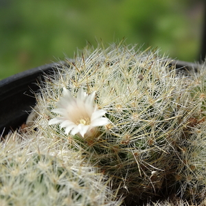 DSC03741Mammillaria picta