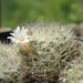 DSC03742Mammillaria picta