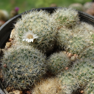 DSC03743 Mammillaria picta