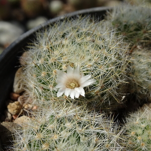 DSC03744Mammillaria picta