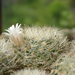 DSC03745Mammillaria picta