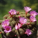 DSC03746Rebutia perplexa