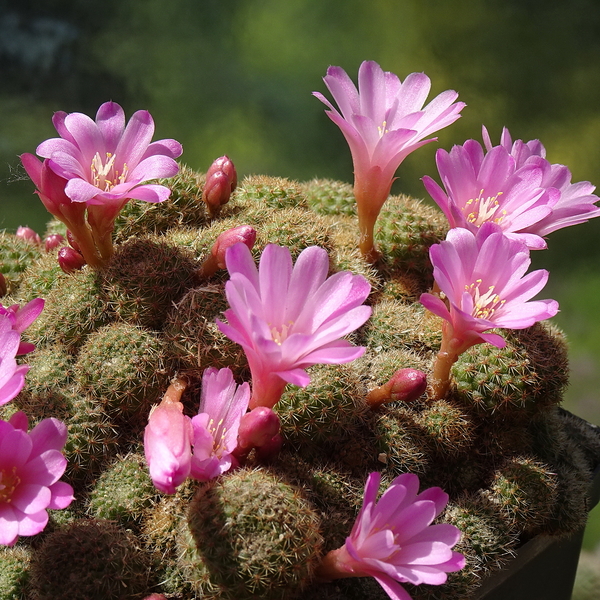 DSC03747Rebutia perplexa