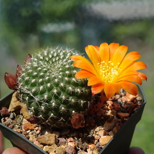 DSC03783Rebutia krainziana v. orange