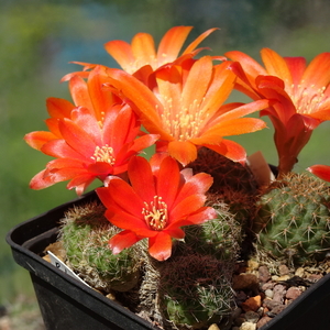 DSC03788Rebutia tarijensis RH 964