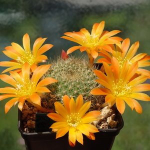 DSC03792Rebutia chrysacantha