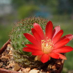 DSC03801Rebutia padcayensis